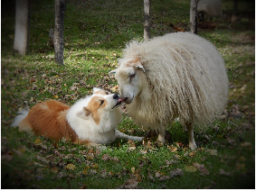 The Icelandic Sheep of Whippoorwill Farm